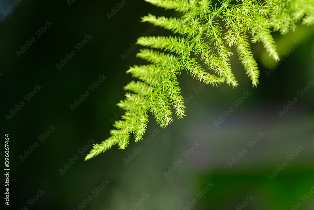 Fototapeta premium Common asparagus fern