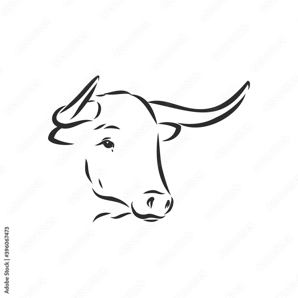 black and white linear paint draw bull vector illustration. bull vector sketch illustration black and white linear paint draw bull vector illustration. bull vector sketch illustration