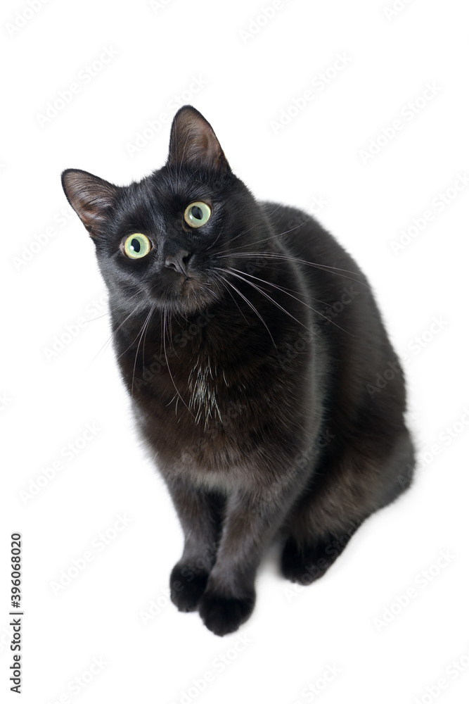 Cute black cat sitting on a white with curiosity looking at the camera. Studio portrait of young black cat is isolated on white background