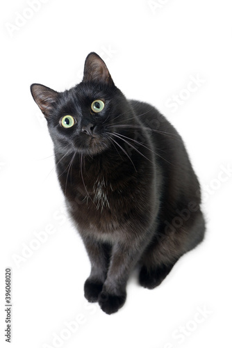 Cute black cat sitting on a white with curiosity looking at the camera. Studio portrait of young black cat is isolated on white background