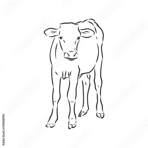 black and white linear paint draw bull vector illustration. bull vector sketch illustration