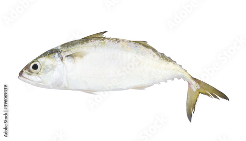 Fresh mackerel fish isolated on the white background	