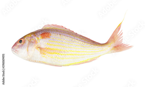 Golden threadfin bream fish isolated on white background