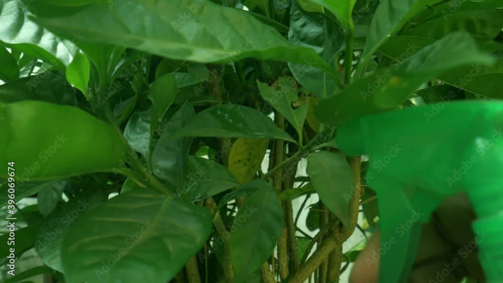 Green plant spray fertilizer for organic health improvement at garden. Green plant spray fertilizer for organic health improvement at garden.