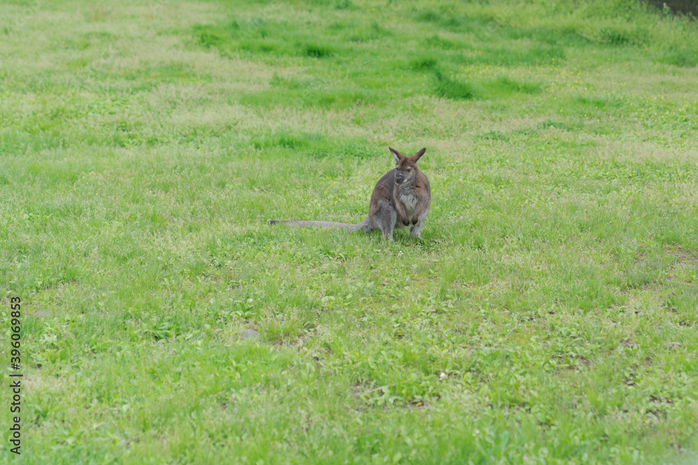 Fototapeta premium 草原にたたずむカンガルー