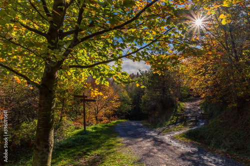 Scene of a backlighting in fall  in Natural Park of Urkiola