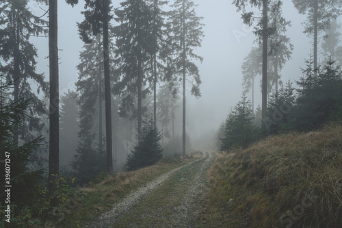dark  moody forest in fog