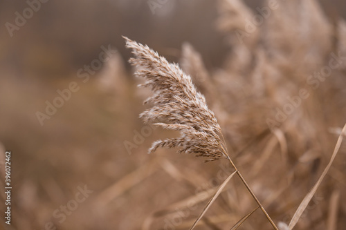 Pampas grass outdoor in light pastel colors. Dry reeds boho style. Set sail Champagne. Selective focus
