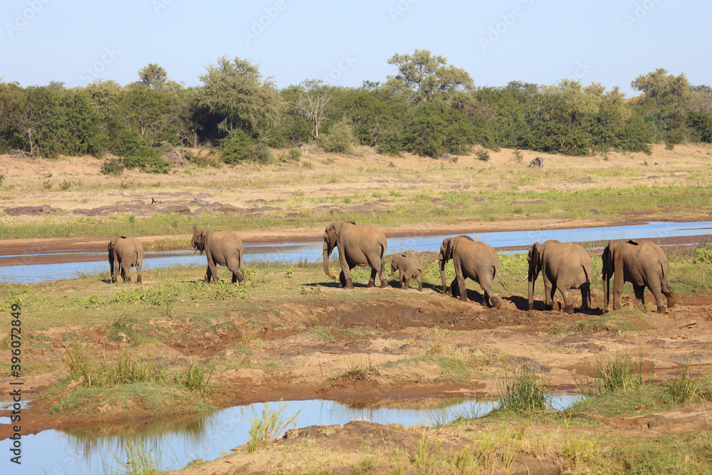 Afrikanischer Elefant im Olifants River/ African elephant in Olifants River / Loxodonta africana Afrikanischer Elefant im Olifants River/ African elephant in Olifants River / Loxodonta africana