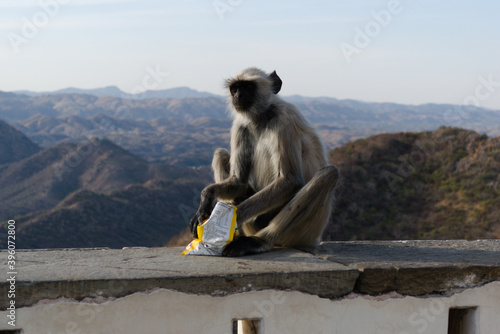 Monkey with a packet of chips