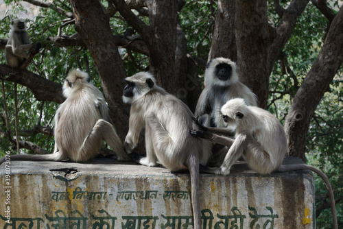 group of monkeys