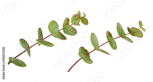 Set of decorative eucalyptu...