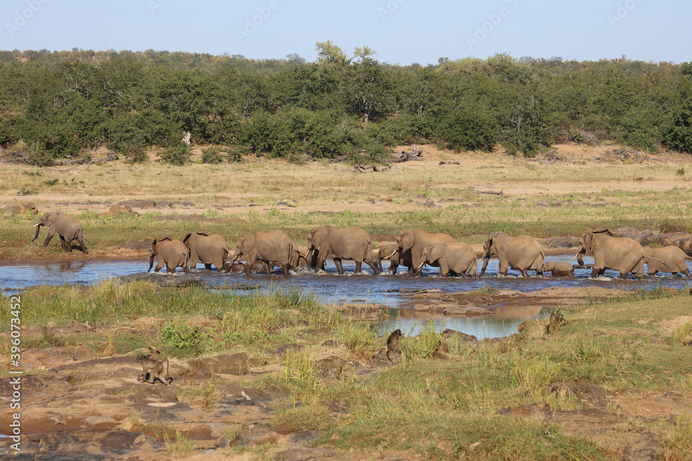 Afrikanischer Elefant im Olifants River/ African elephant in Olifants River / Loxodonta africana Afrikanischer Elefant im Olifants River/ African elephant in Olifants River / Loxodonta africana