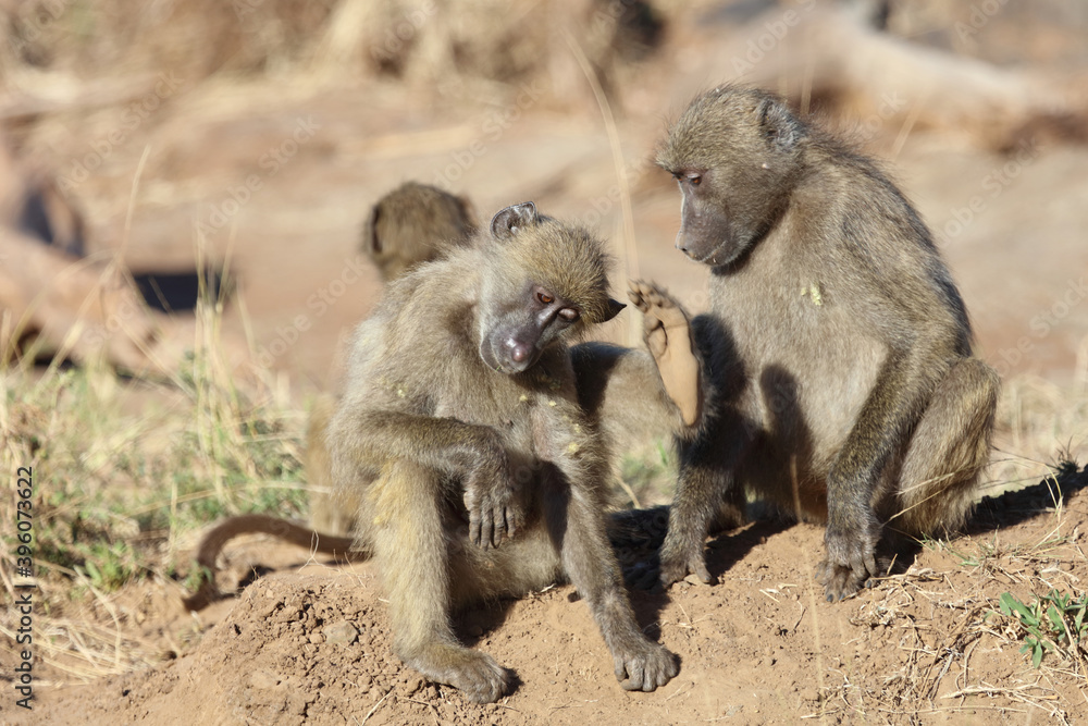 Bärenpavian / Chacma baboon / Papio ursinus. Bärenpavian / Chacma baboon / Papio ursinus.