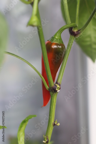 red chili pepper on a branch