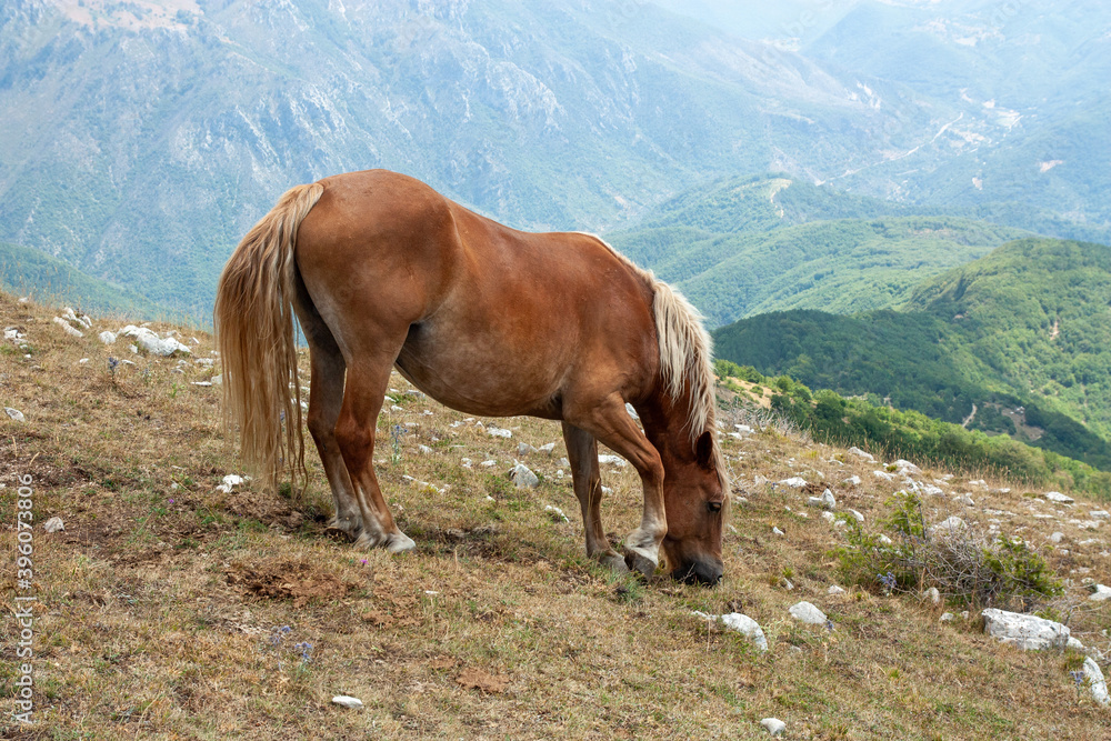 CAVALLO