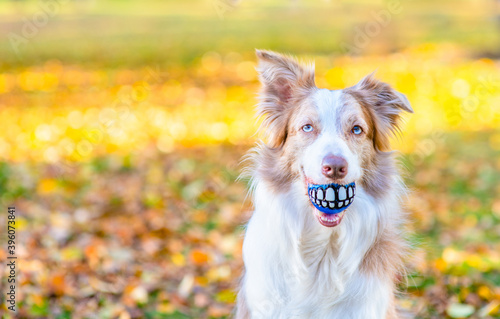 Adult Border collie holds funny ball with teeth in it mouth at autumn park. Empty space for text