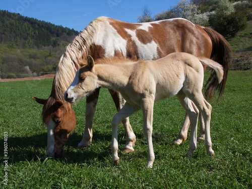 Mare with a foal on a farm in Czech republic  Europe 