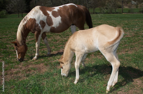Mare with a foal on a farm in Czech republic, Europe
