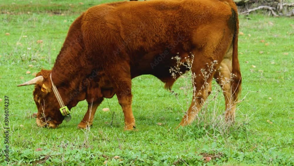 Tame cattle bulls with brown hair grazing in the green meadow of Andalusia, sharp horns. Tame cattle bulls with brown hair grazing in the green meadow of Andalusia, sharp horns.