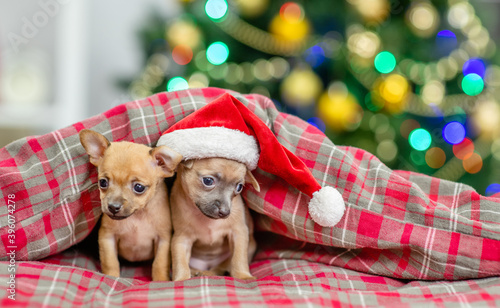 Two Toy terrier puppies sit together under warm blanket at home with Christmas tree on background. One puppy wearing red santa hat. Empty space for text