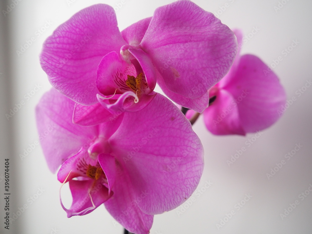 Naklejka premium orchids