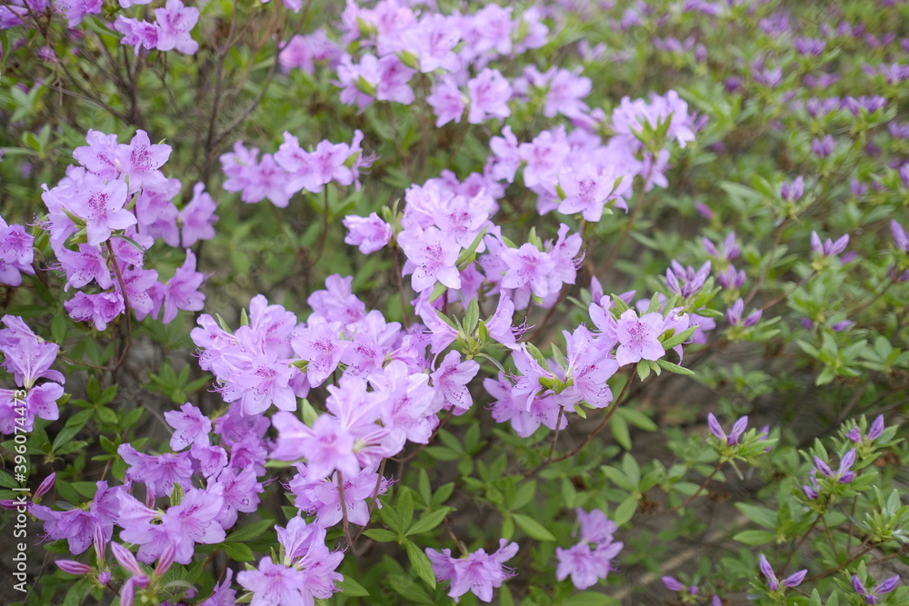 Obraz premium flowers in the garden