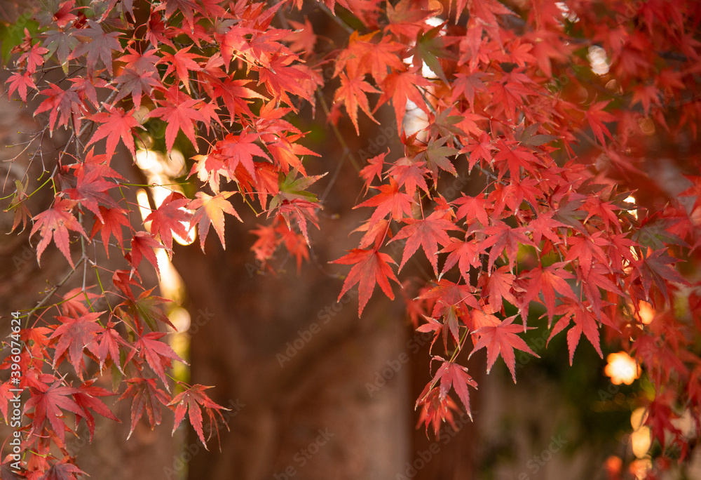 Autumn leaves fall leaves red leaves Maple Autumn leaves fall leaves red leaves Maple