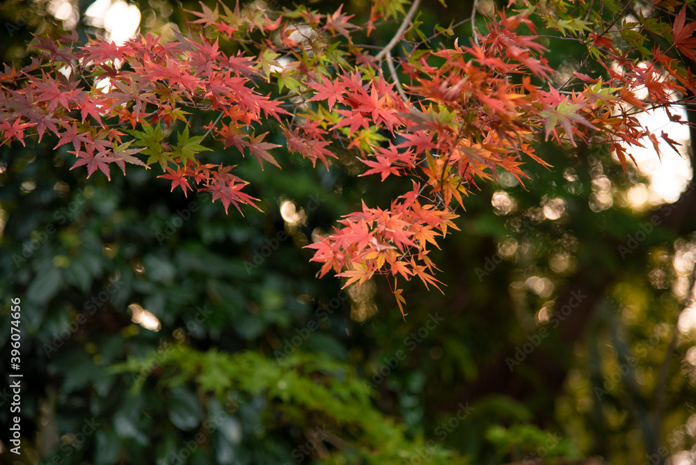 Autumn leaves fall leaves red leaves Maple Autumn leaves fall leaves red leaves Maple