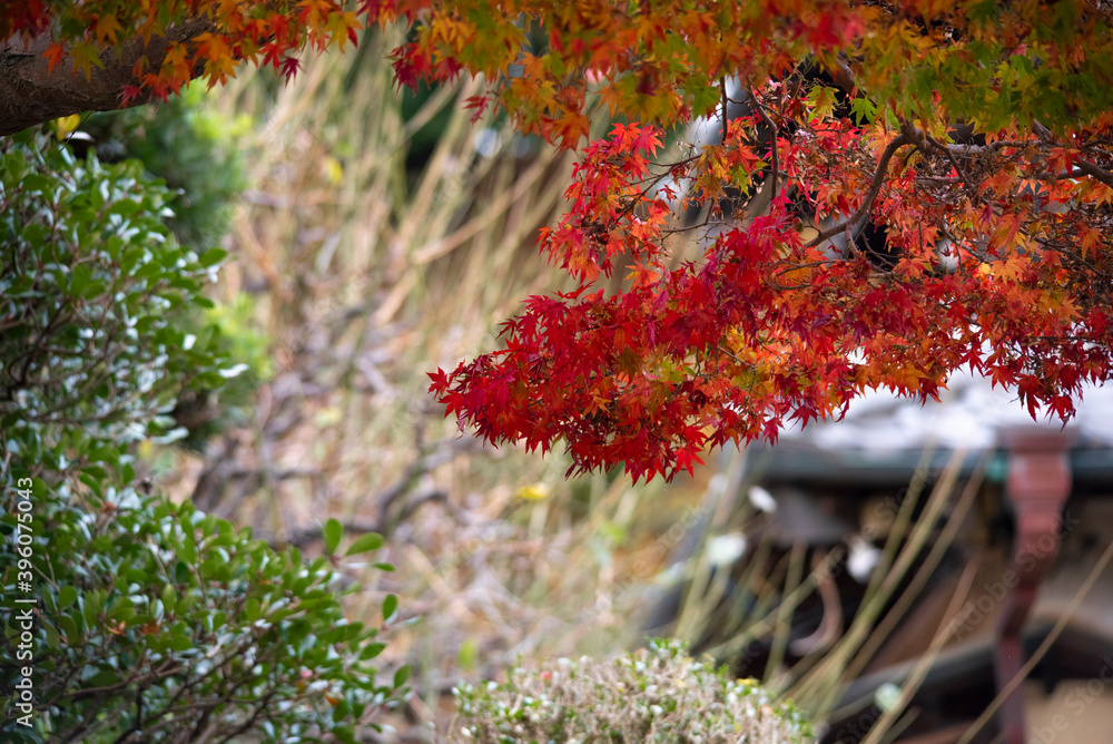 Autumn leaves fall leaves red leaves Maple Autumn leaves fall leaves red leaves Maple