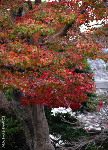 Autumn leaves fall leaves red leaves　Maple