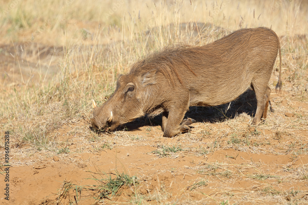 Warzenschwein / Warthog / Phacochoerus africanus Warzenschwein / Warthog / Phacochoerus africanus