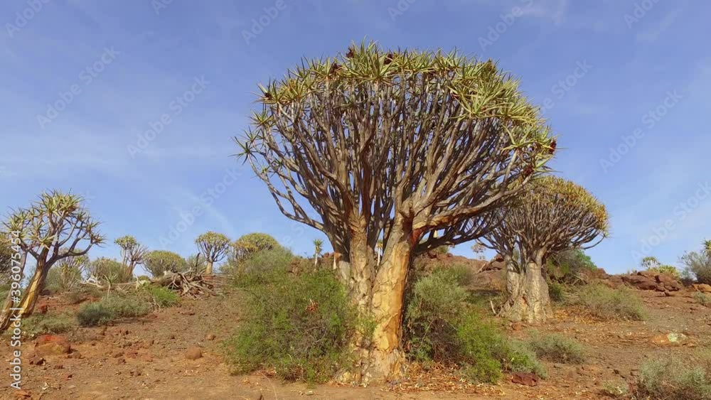 Panning landscape view of quiver trees (Aloe dichotoma), Northern Cape, South Africa Panning landscape view of quiver trees (Aloe dichotoma), Northern Cape, South Africa