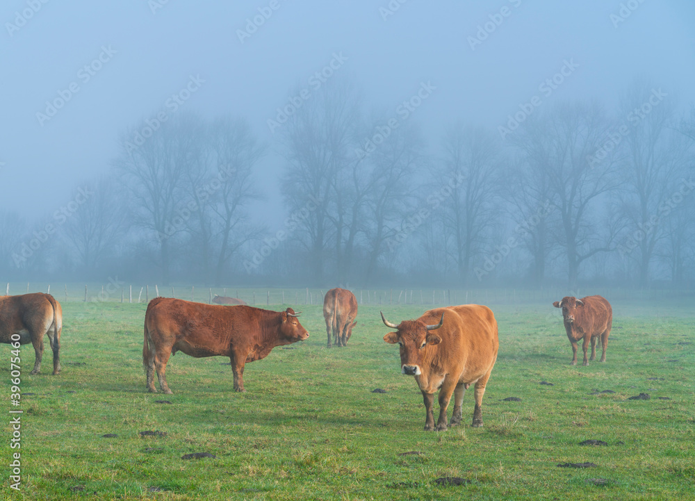 Cows and fog, Orduña, Sierra Salvada, Bizkaia, Basque Country, Spain, Europe Cows and fog, Orduña, Sierra Salvada, Bizkaia, Basque Country, Spain, Europe