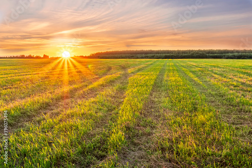 Scenic view at beautiful spring sunset in a green shiny field with green grass and golden sun rays  deep blue cloudy sky on a background   forest and country road  summer valley landscape