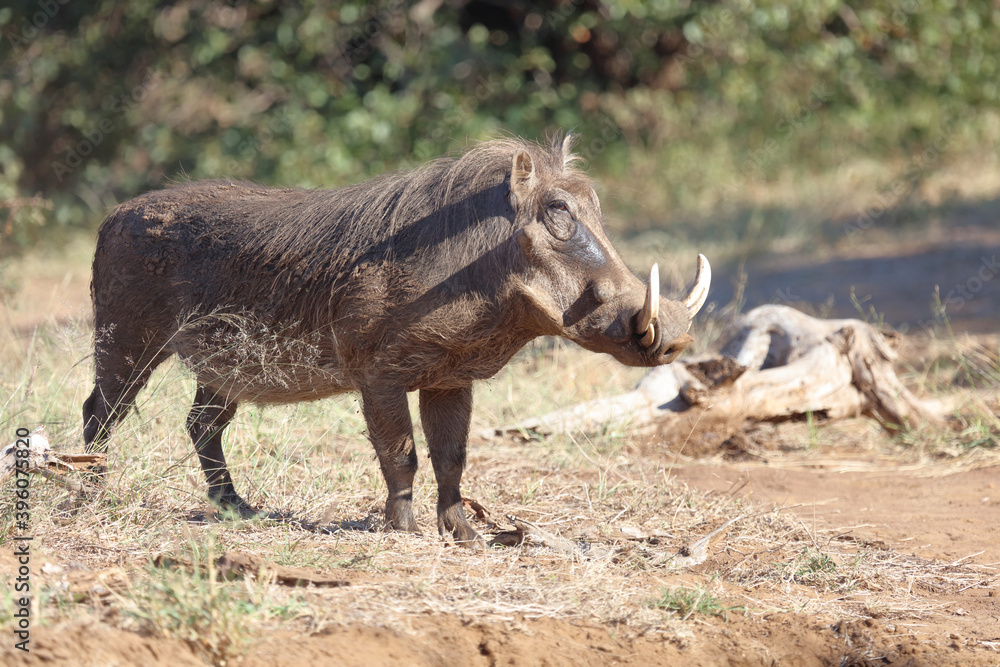 Warzenschwein / Warthog / Phacochoerus africanus Warzenschwein / Warthog / Phacochoerus africanus