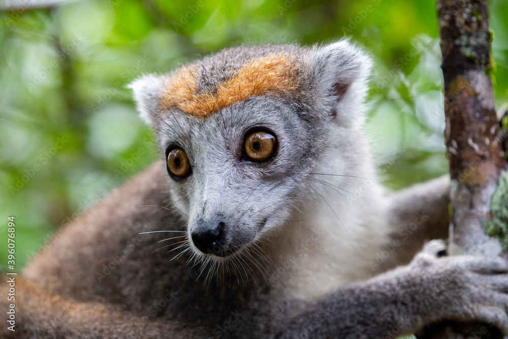 Fototapeta premium A crown lemur on a tree in the rainforest of Madagascar