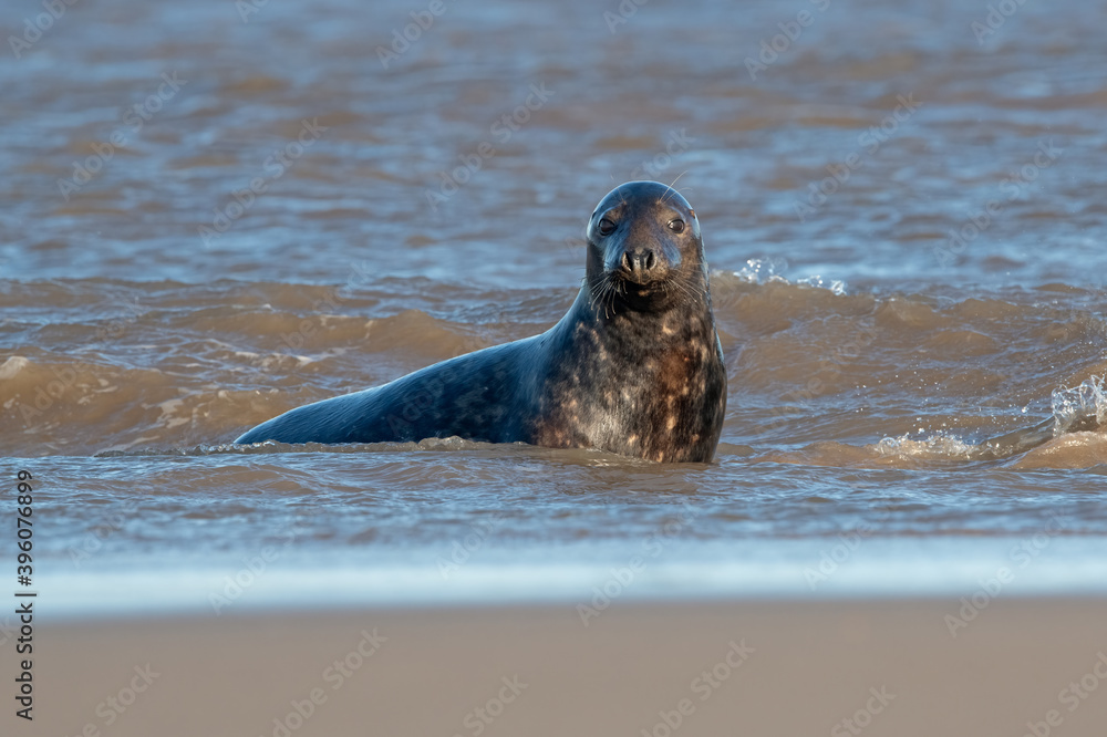 Fototapeta premium Atlantic Grey Seal (Halichoerus grypus) in the edge of the sea in breeding season