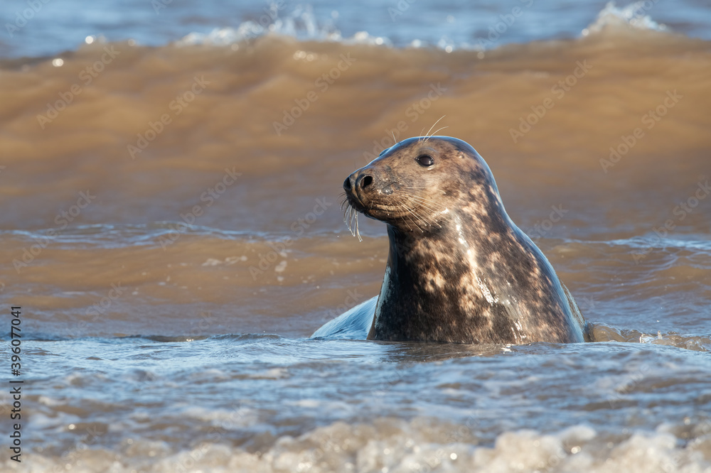 Atlantic Grey Seal (Halichoerus grypus) in the edge of the sea in breeding season Atlantic Grey Seal (Halichoerus grypus) in the edge of the sea in breeding season