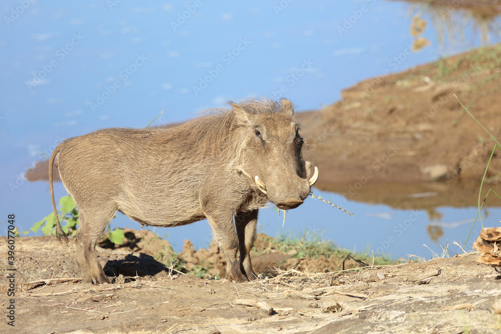 Warzenschwein / Warthog / Phacochoerus africanus Warzenschwein / Warthog / Phacochoerus africanus