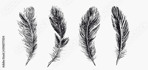  Feathers. Hand drawn sketch illustrations. © Aleksandr