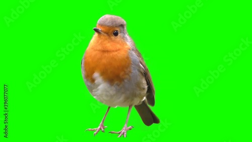 Bird on a green background, cut out