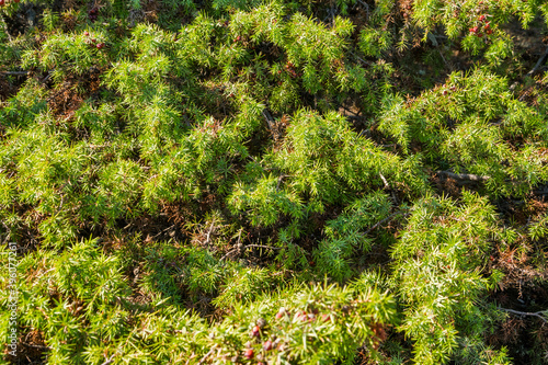Coniferous tree branches with green needles