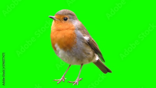 Bird on a green background, cut out