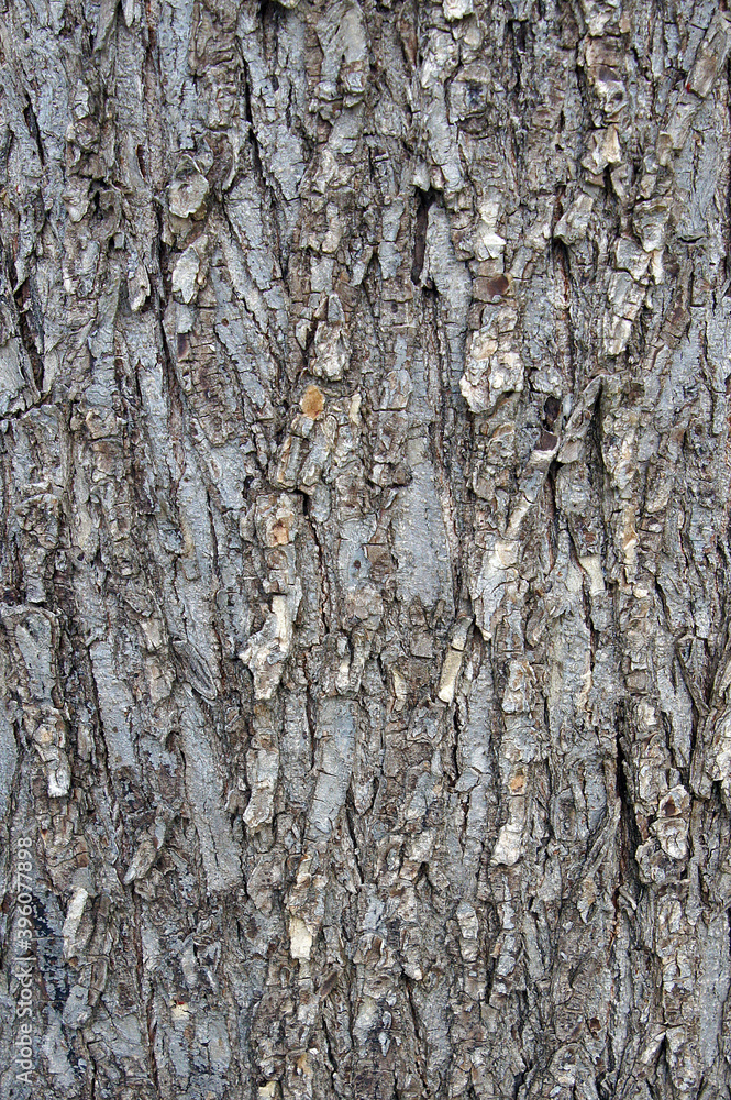 Fototapeta premium Ulmus minor bark