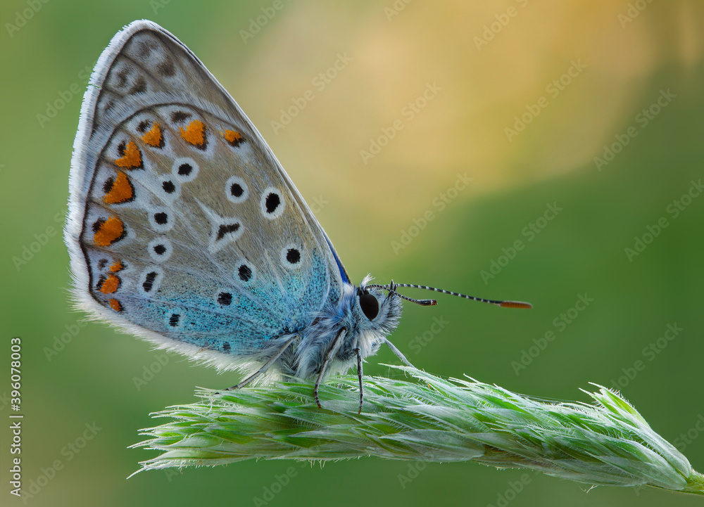 The common blue butterfly (Polyommatus icarus) is a butterfly in the family Lycaenidae. The common blue butterfly (Polyommatus icarus) is a butterfly in the family Lycaenidae.
