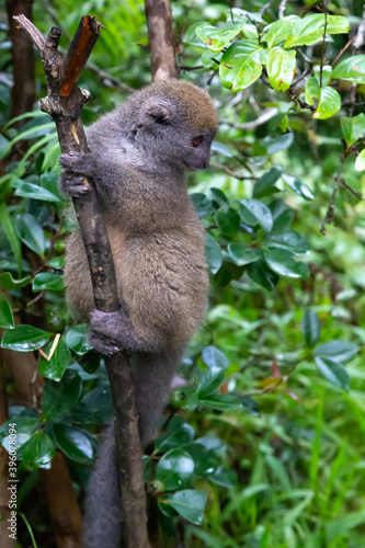 A bamboo lemur sits on a branch and watches the visitors to the national park