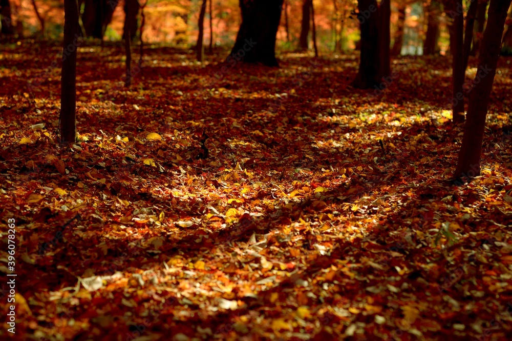 autumn leaf rug at sunset autumn leaf rug at sunset