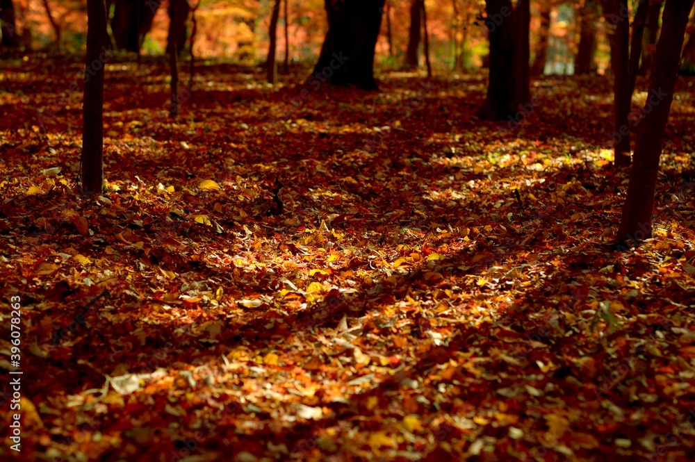 autumn leaf rug at sunset