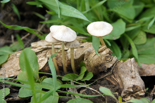Mushrooms on thin white stalks photo
